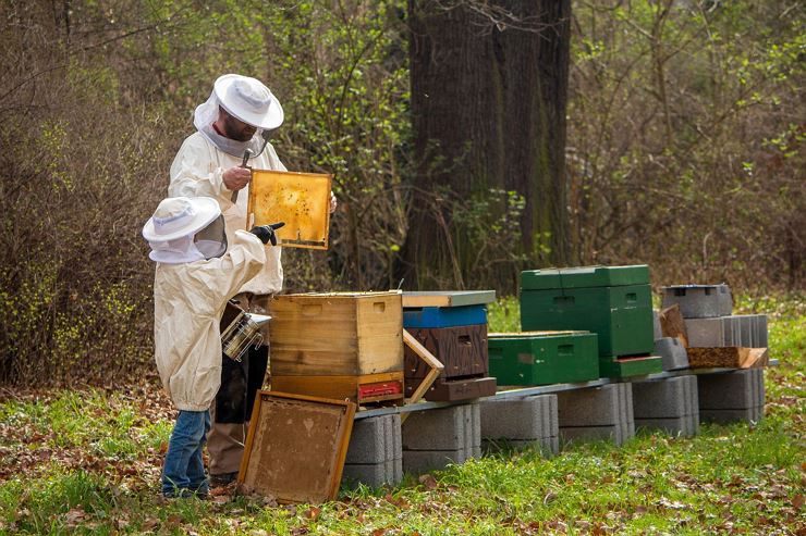 Beekeeping for kids