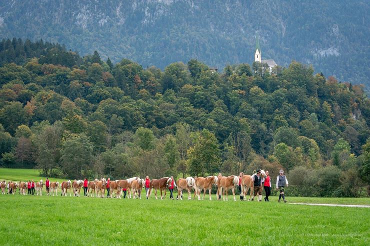 Hengstalmabtrieb