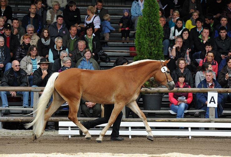 Musterung der Tiroler Haflinger Elitestuten