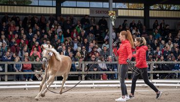60. Tiroler Haflinger Stutfohlen Auktion