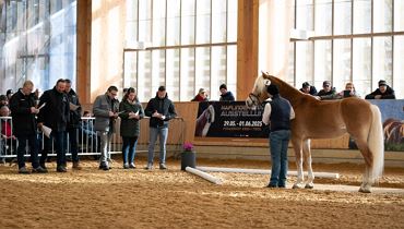Haflinger Hengstkörung