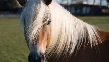 Dove gli Haflinger sono di casa – Visita guidata esclusiva al Fohlenhof di Ebbs