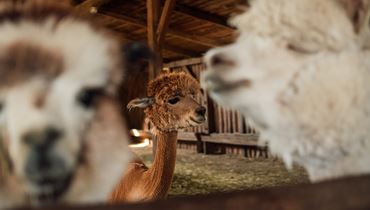 KINDERPROGRAMM - Lama- und Alpakaabenteuer in Schwoich